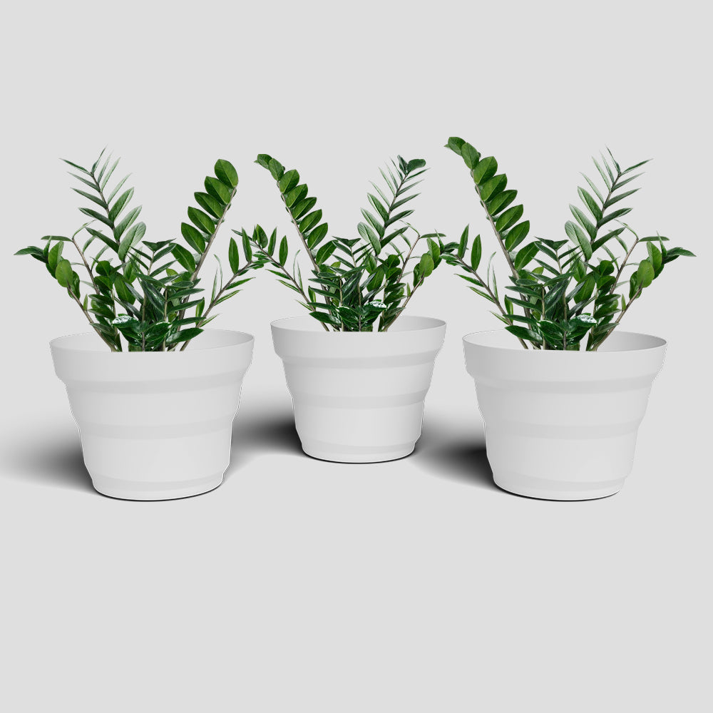 SHERA | RING PLANTER