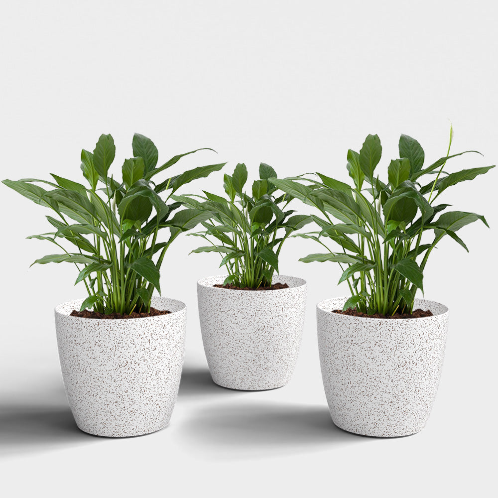 SHERA | STELLA BIO PLANTER