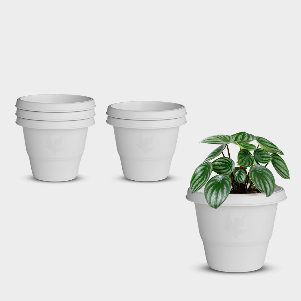 SHERA | RD PLANTER
