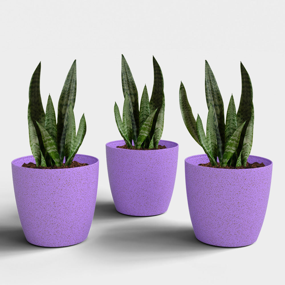 SHERA | STELLA BIO PLANTER