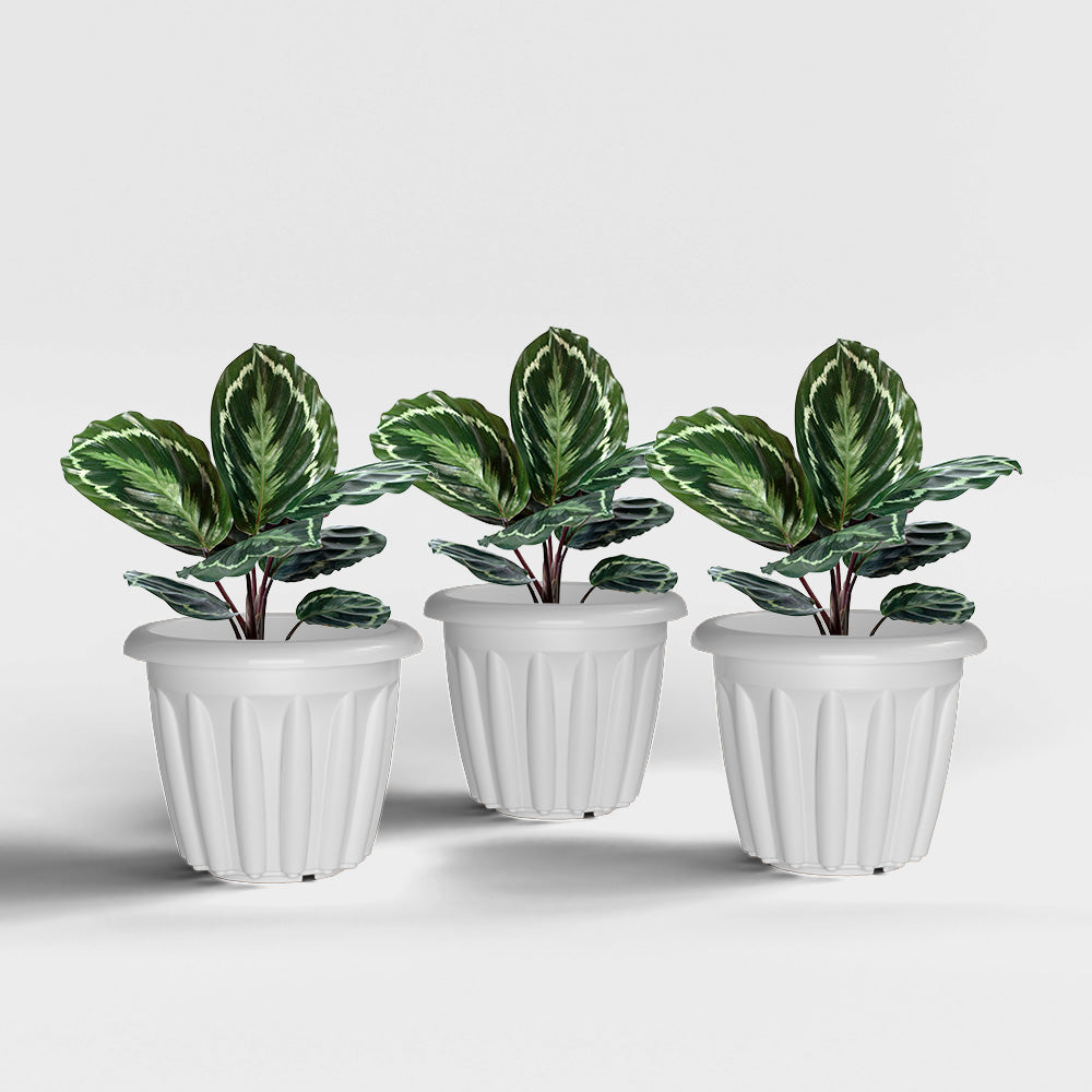 SHERA | FLOOT PLANTER