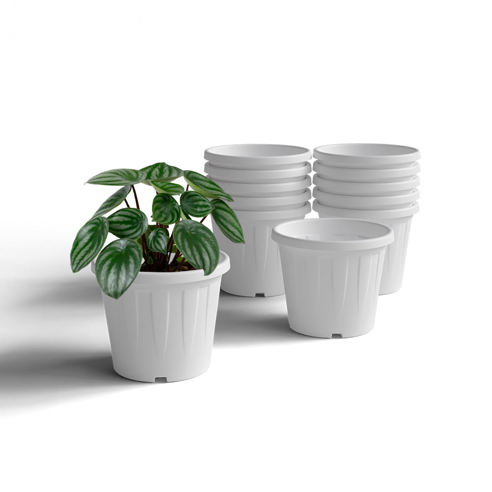 SHERA | CROWN PLANTER