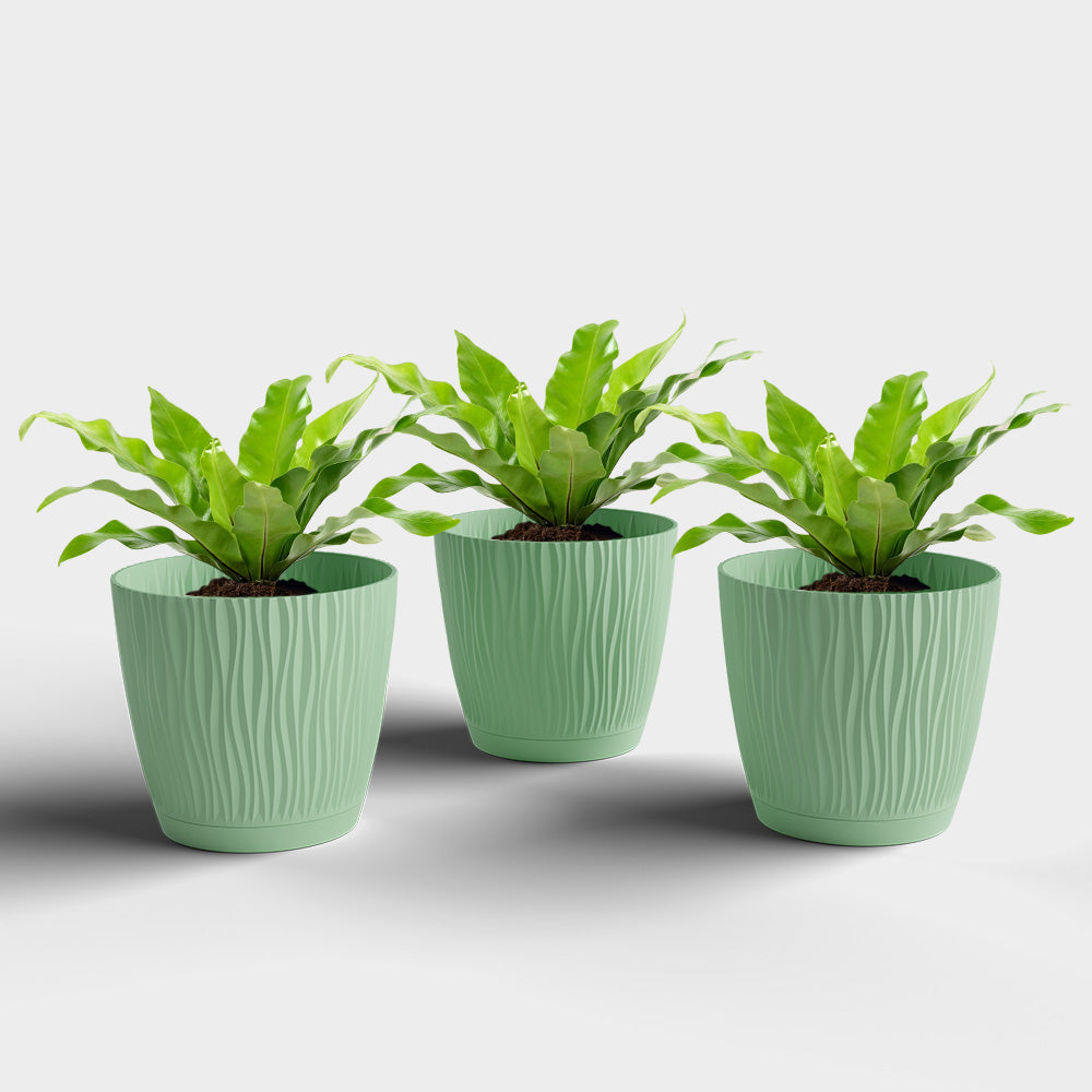 SHERA | EVA PLANTER