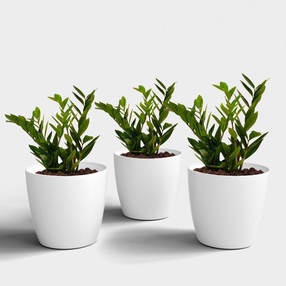 SHERA | STELLA PLANTER