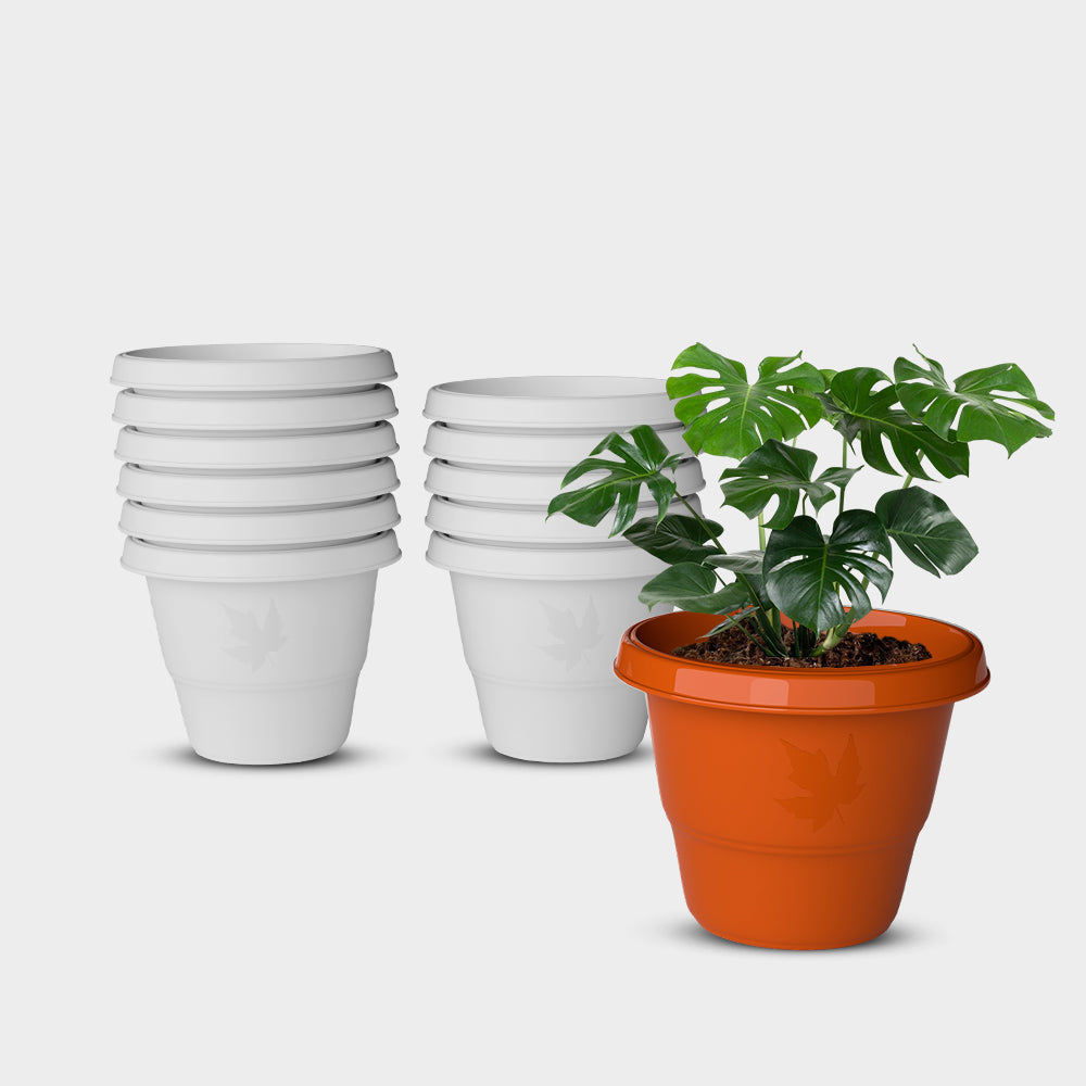 SHERA | RD PLANTER
