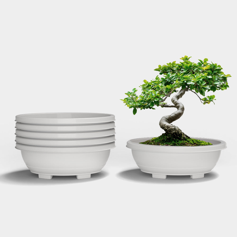 SHERA | BOTANICA TRAY PLANTER