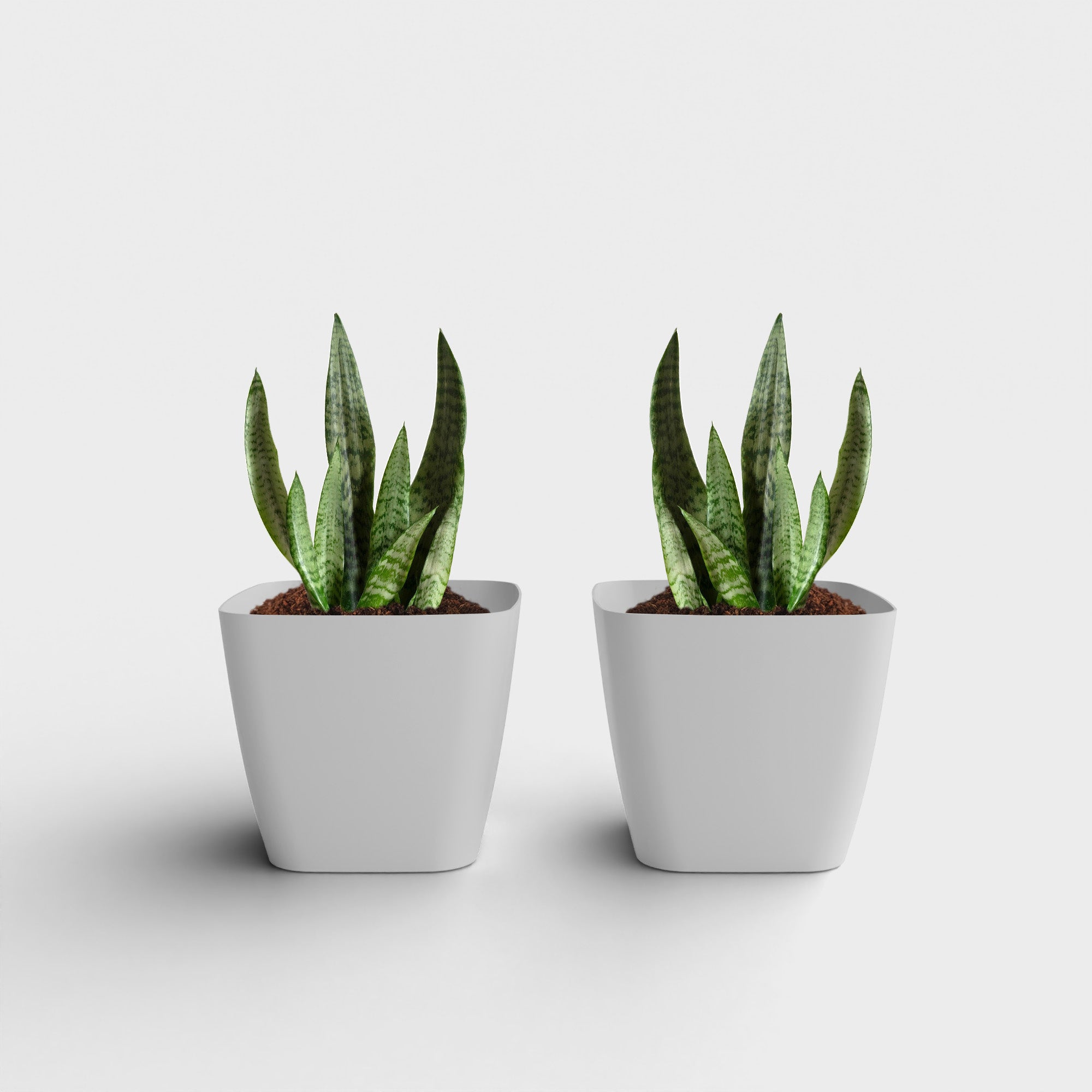 SHERA | STOIC PLANTER