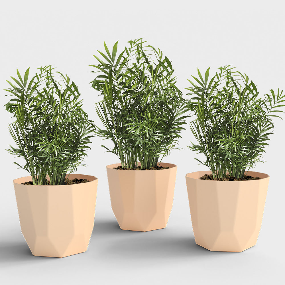 SHERA | HEXA PLANTER