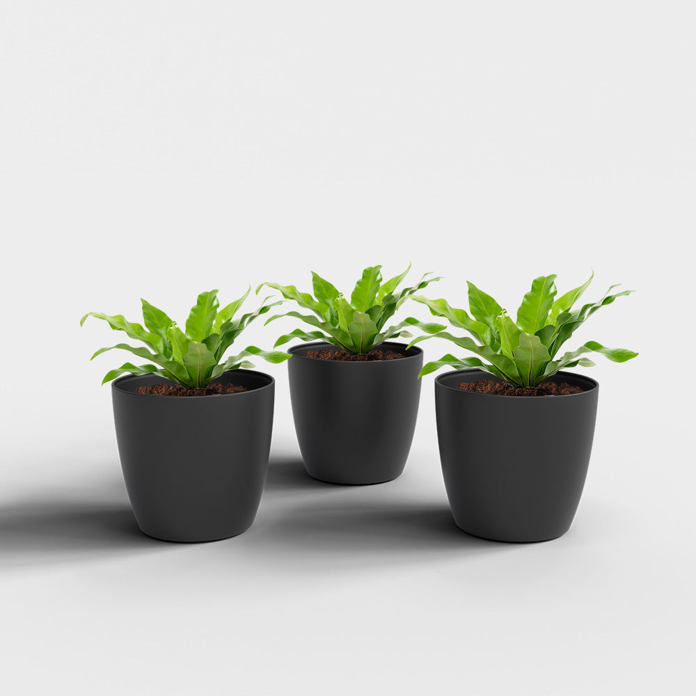 SHERA | STELLA PLANTER