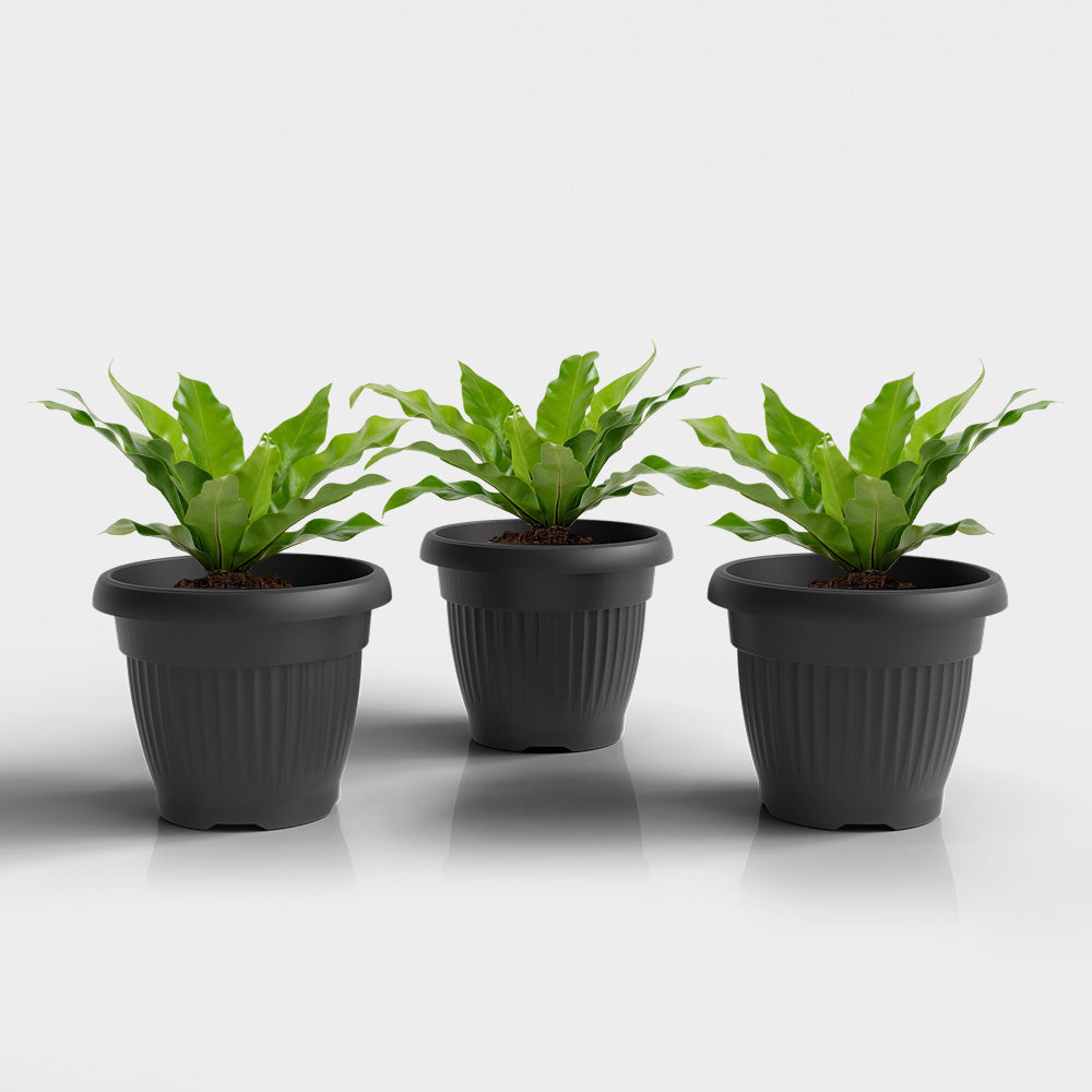 SHERA | BLOOM PLANTER