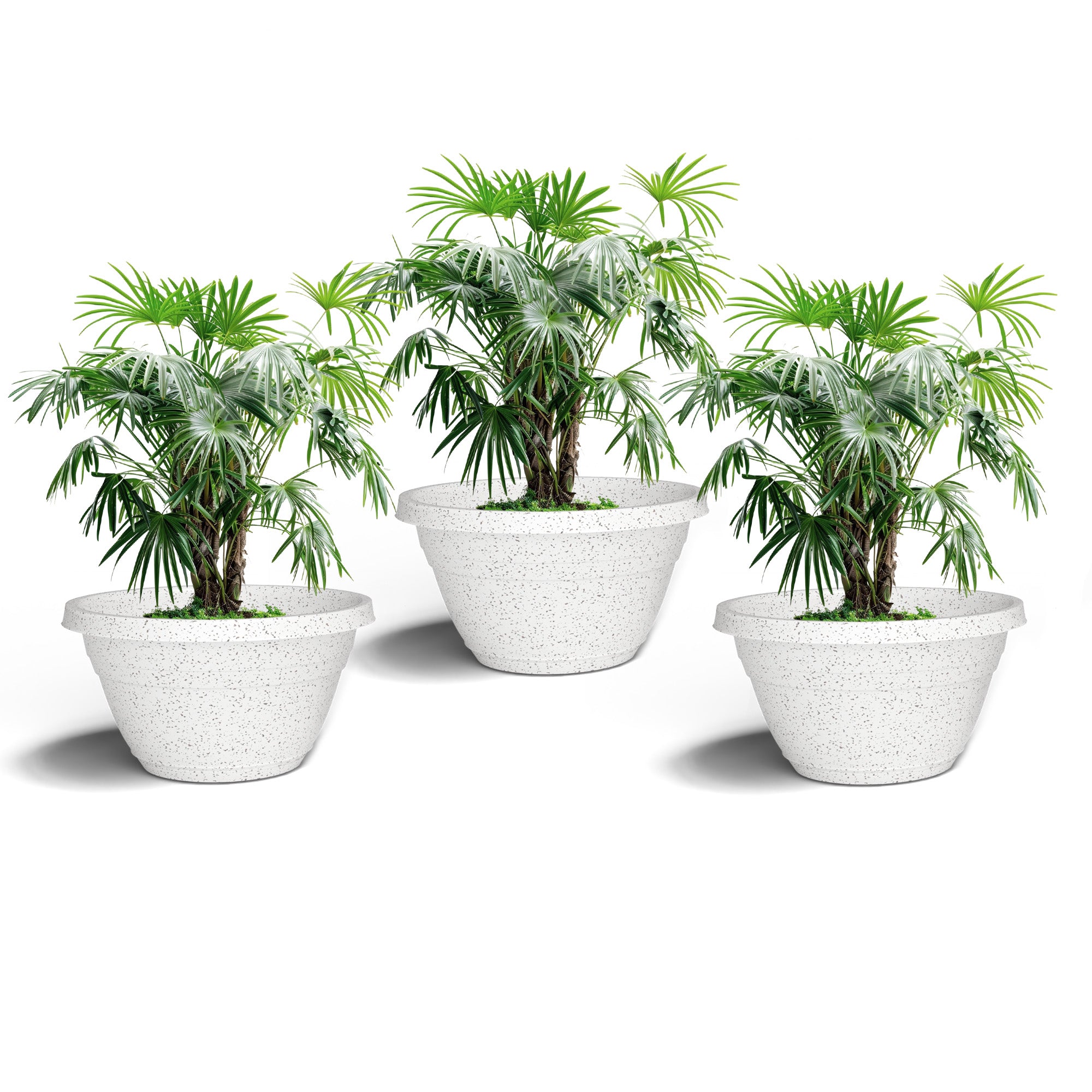 SHERA | BOTANICA BONSAI KTR PLANTER