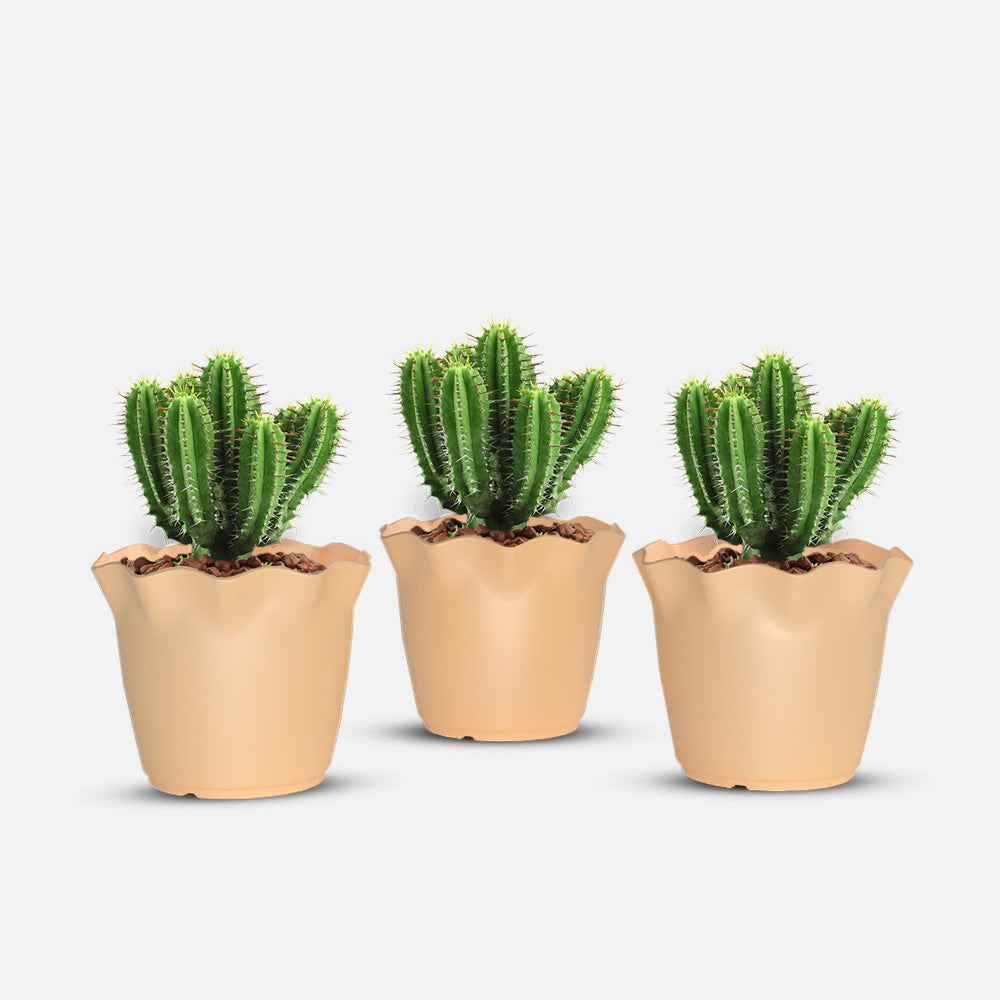 SHERA | FLOWER PLANTER