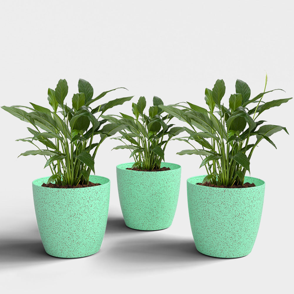 SHERA | STELLA BIO PLANTER