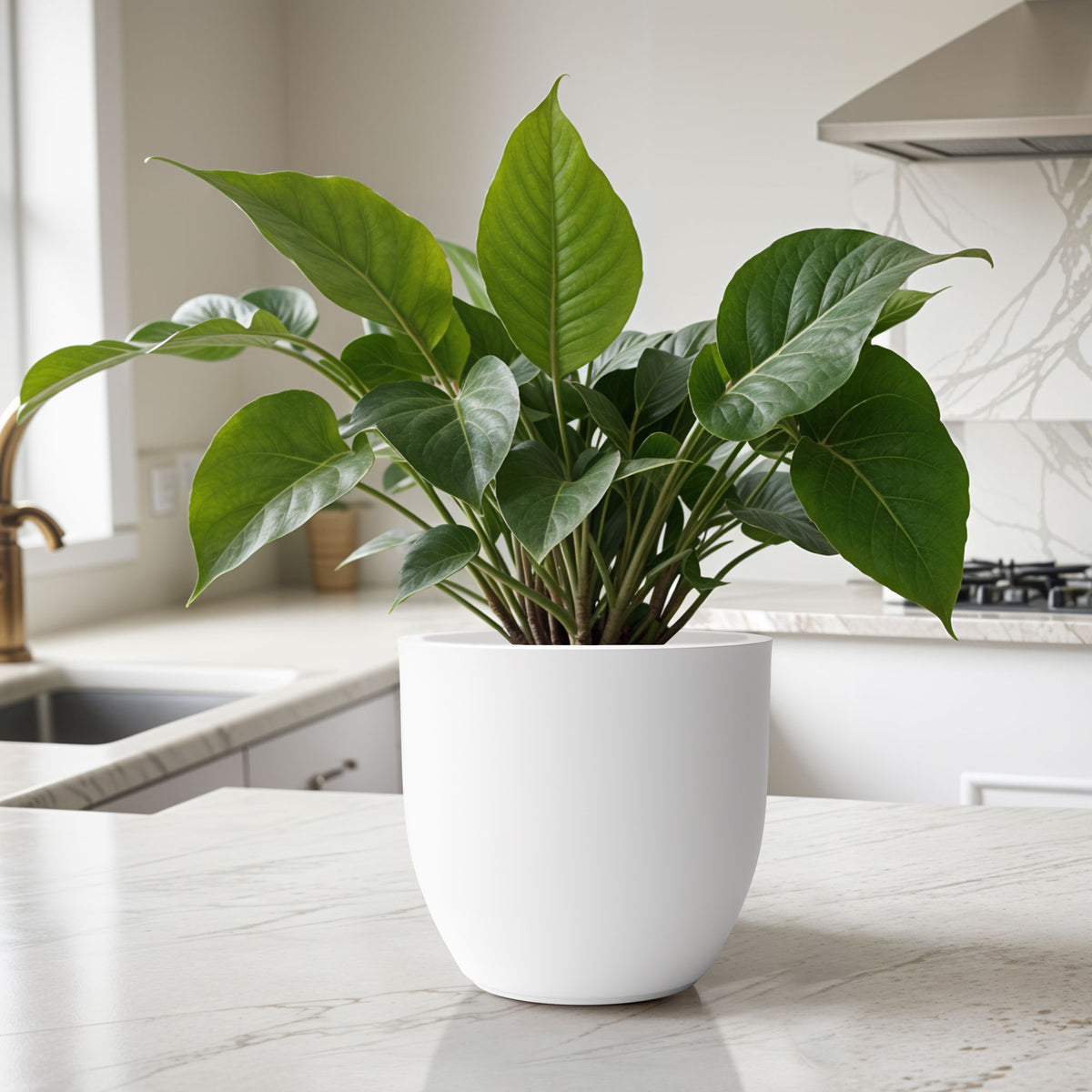 FOX B | P CUP PLANTER 6 INCH TO 15 INCH