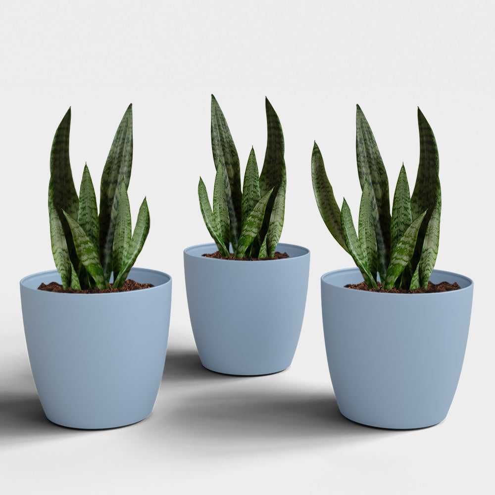 SHERA | STELLA PLANTER