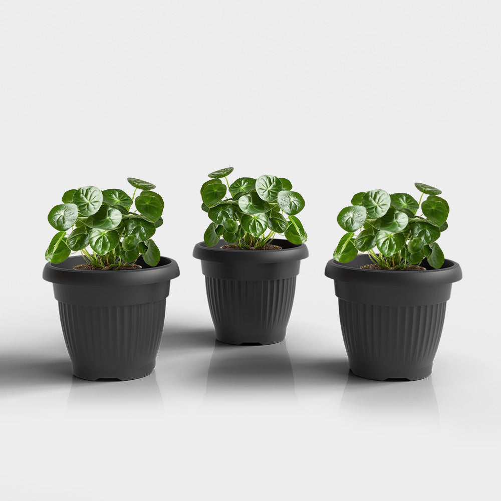 SHERA | BLOOM PLANTER