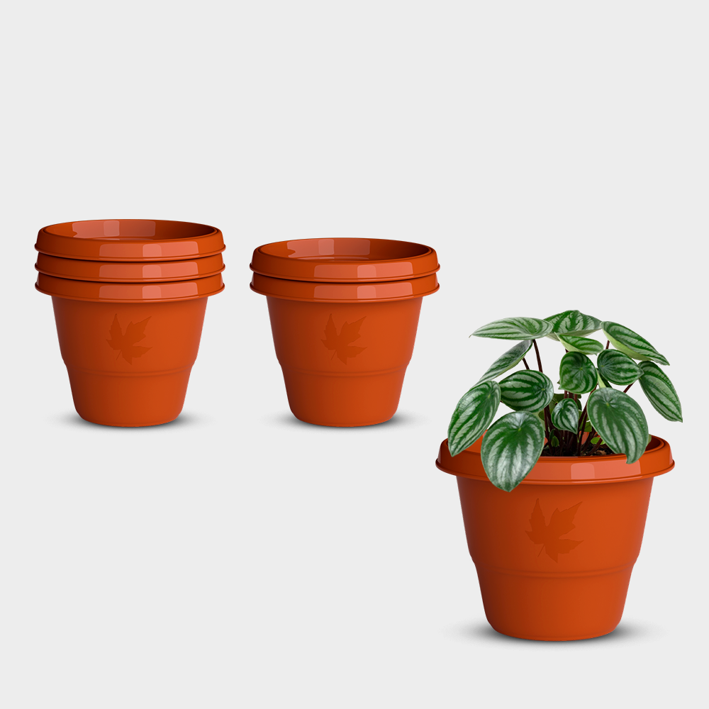 SHERA | RD PLANTER