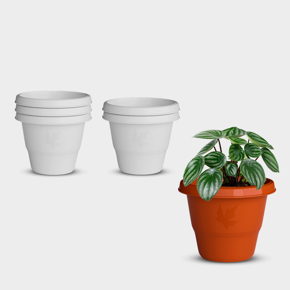 SHERA | RD PLANTER