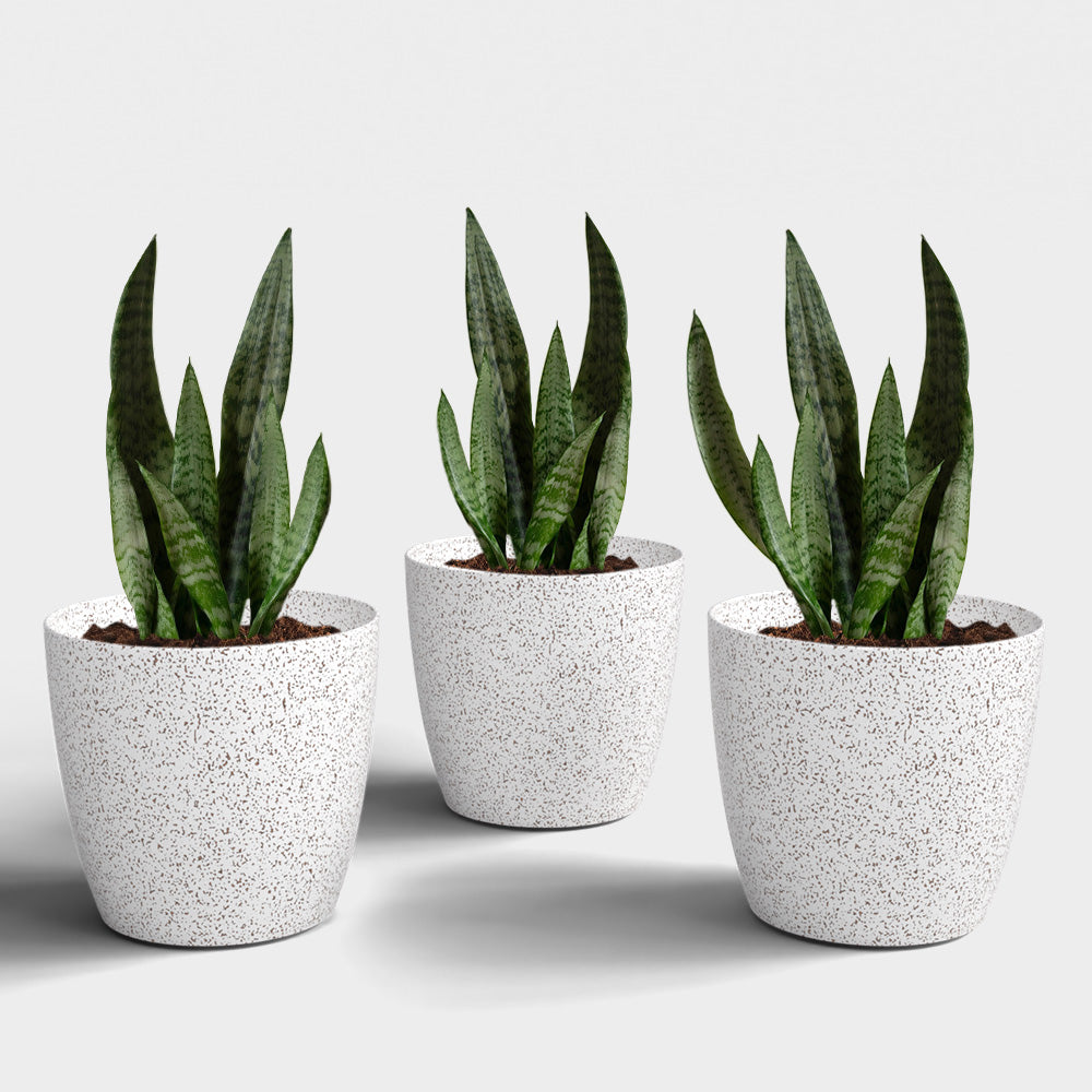 SHERA | STELLA BIO PLANTER