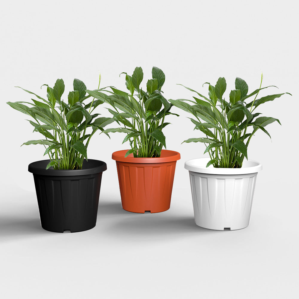 SHERA | CROWN PLANTER