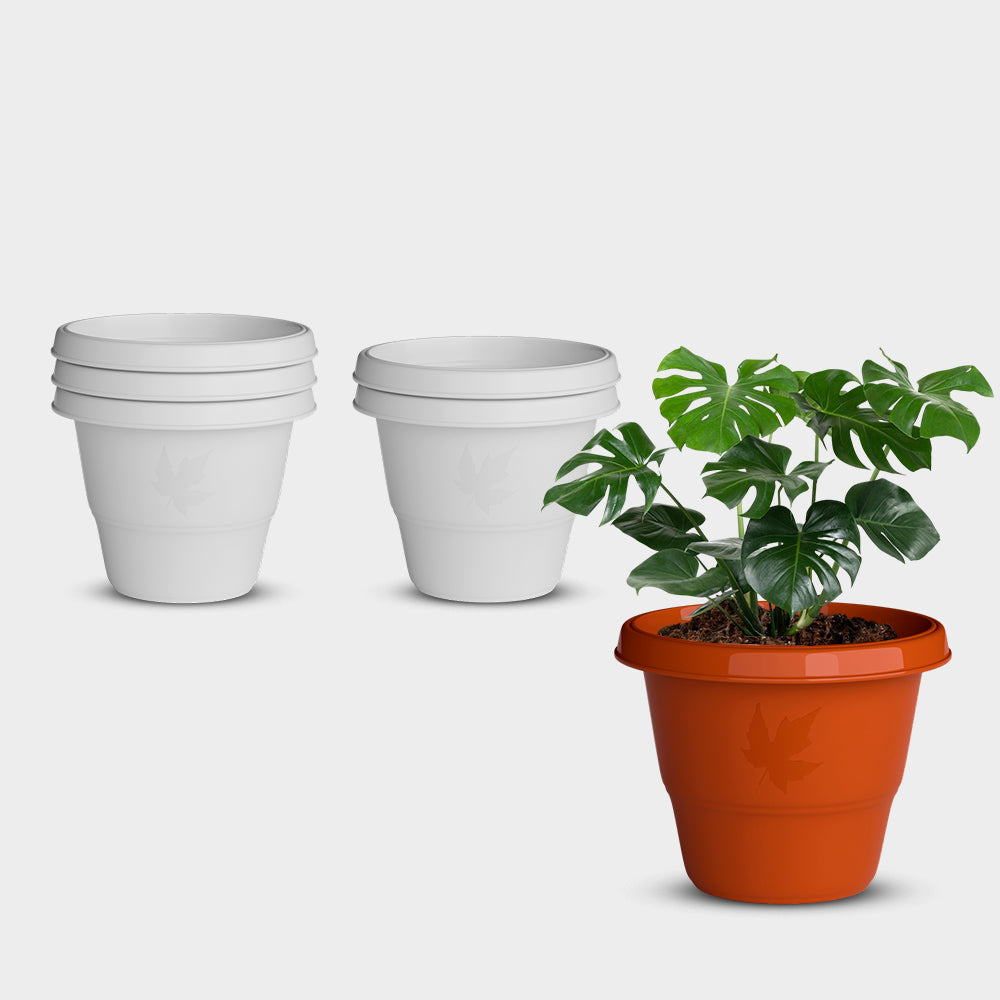 SHERA | RD PLANTER