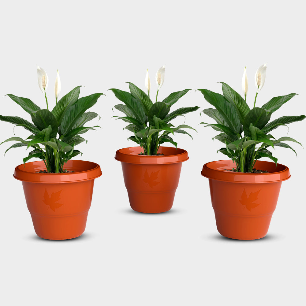 SHERA | RD PLANTER
