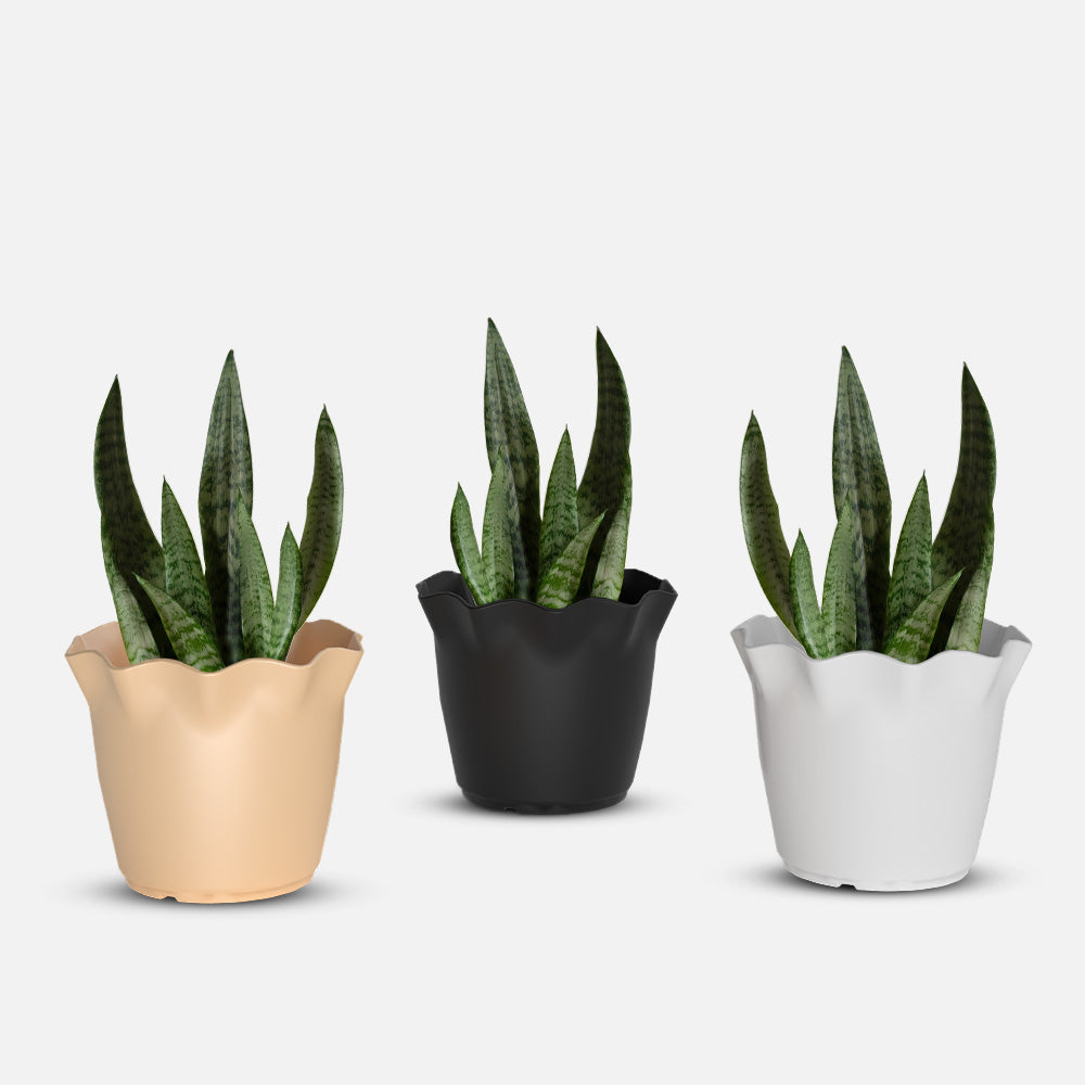 SHERA | FLOWER PLANTER