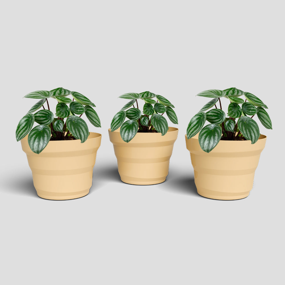 SHERA | RING PLANTER