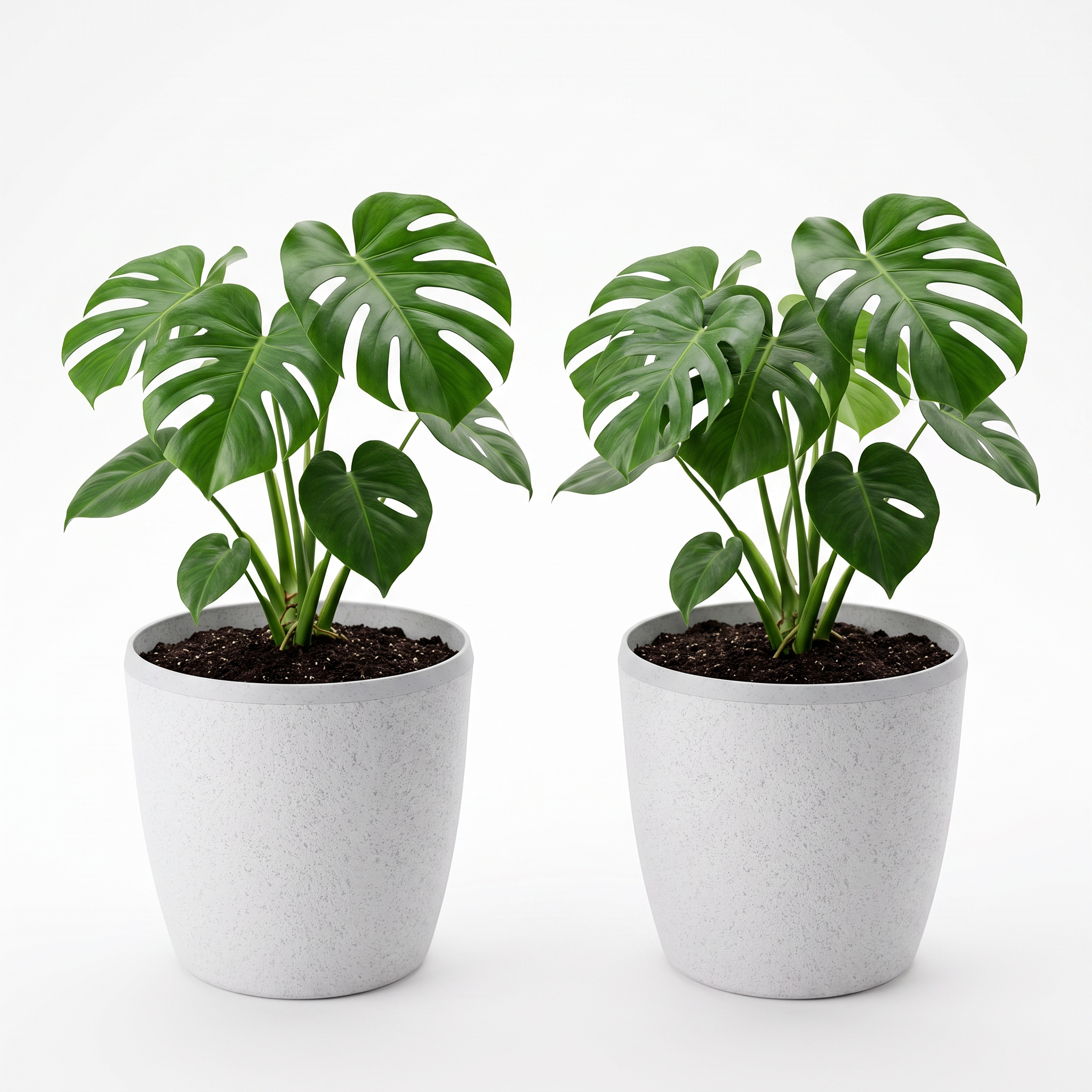 SHERA | STELLA E PLANTER
