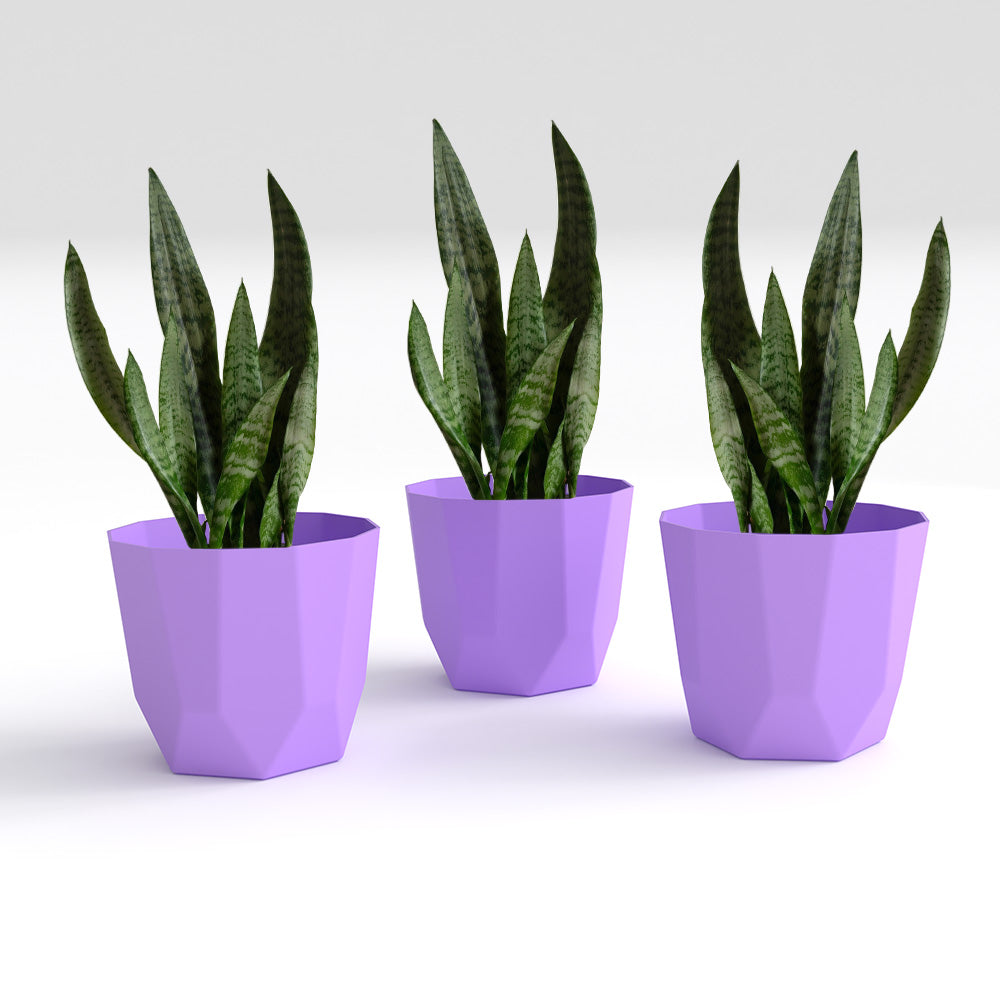 SHERA | HEXA PLANTER