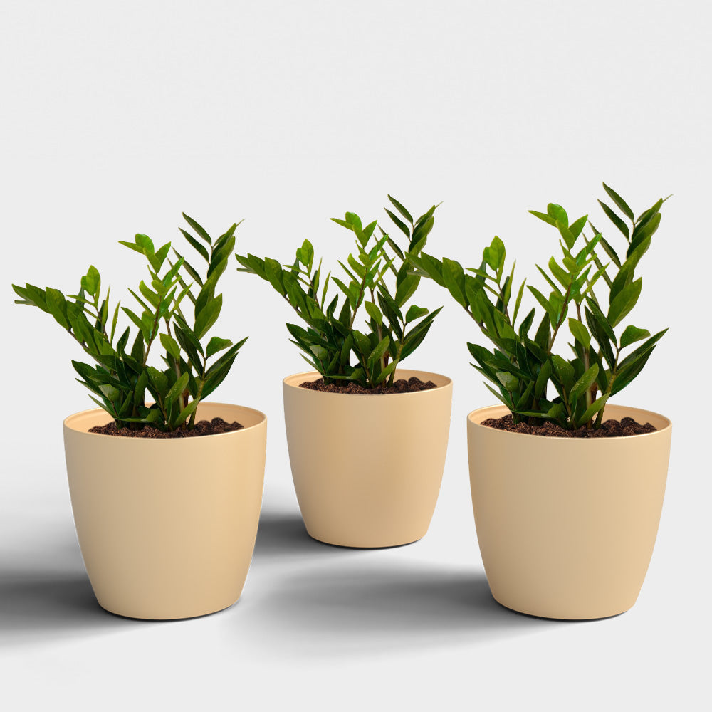 SHERA | STELLA PLANTER