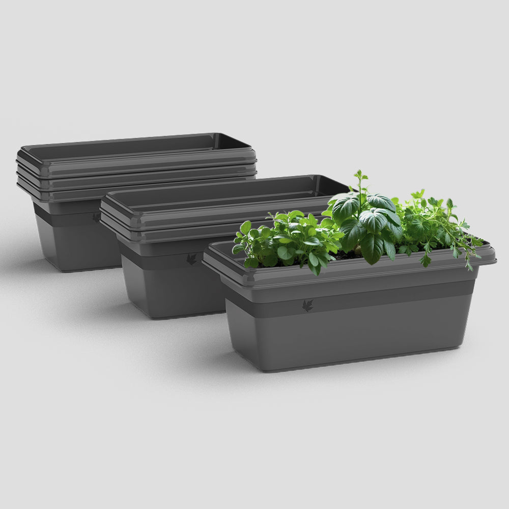 SHERA | TP PLANTER