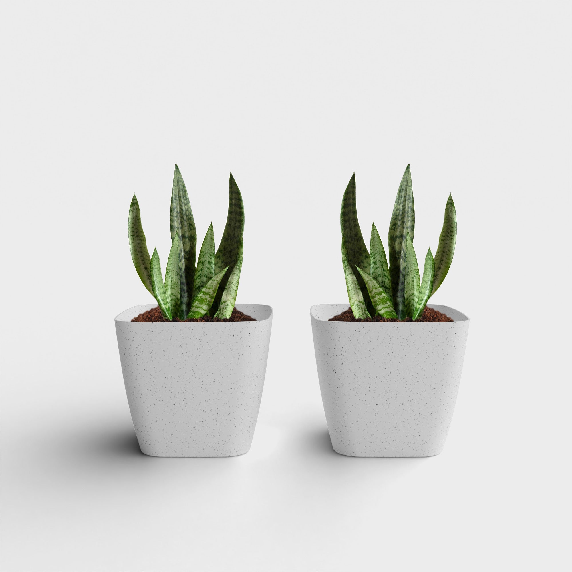 SHERA | STOIC PLANTER