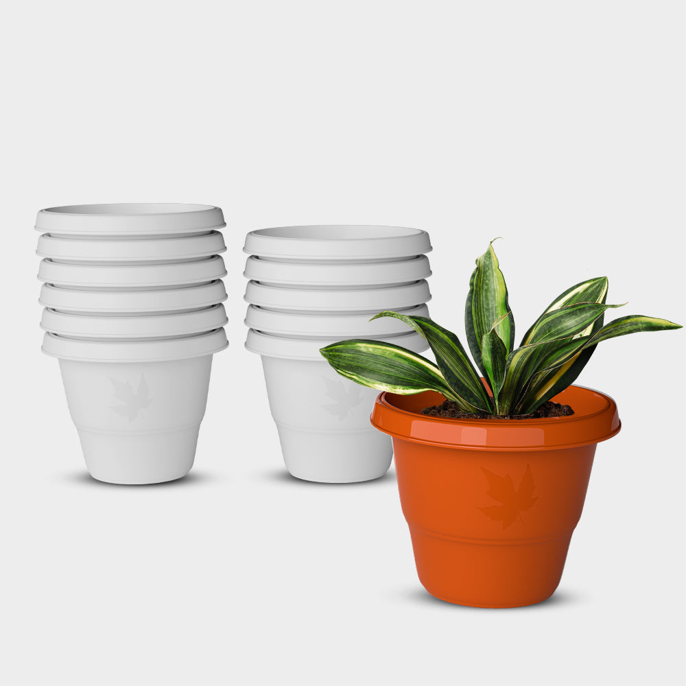 SHERA | RD PLANTER