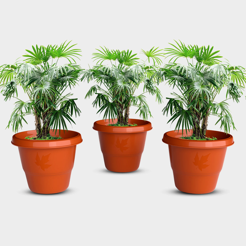 SHERA | RD PLANTER