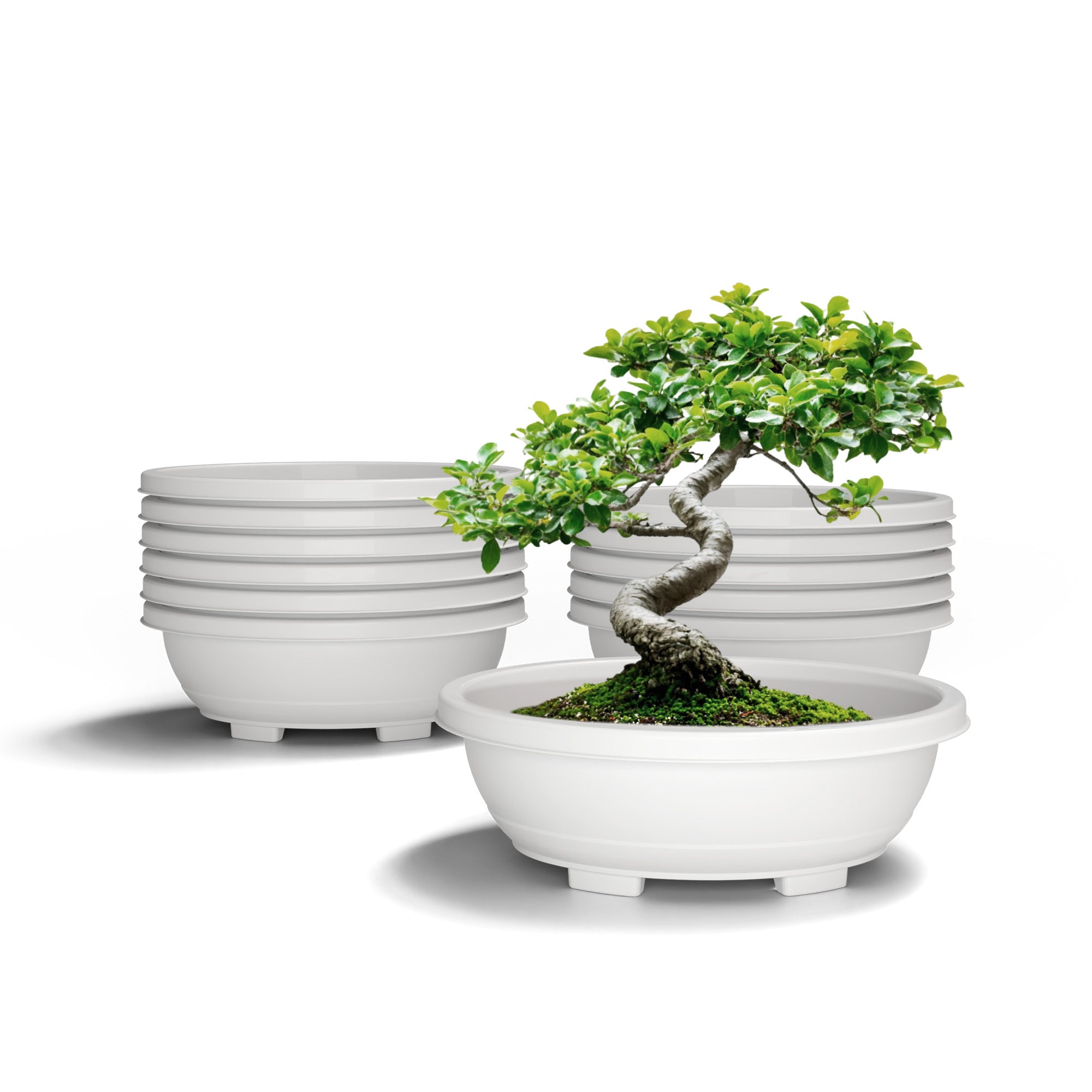 SHERA | BOTANICA TRAY PLANTER