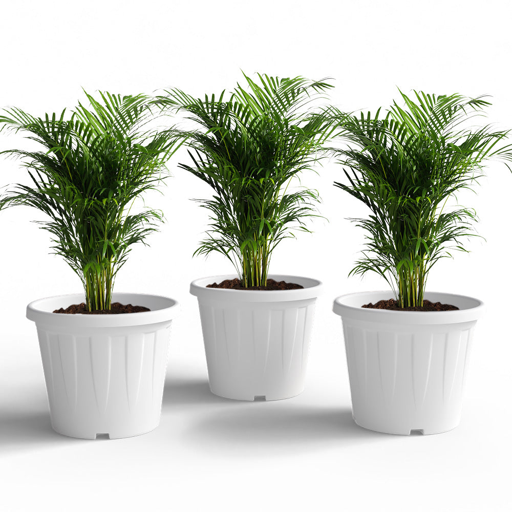 SHERA | CROWN PLANTER