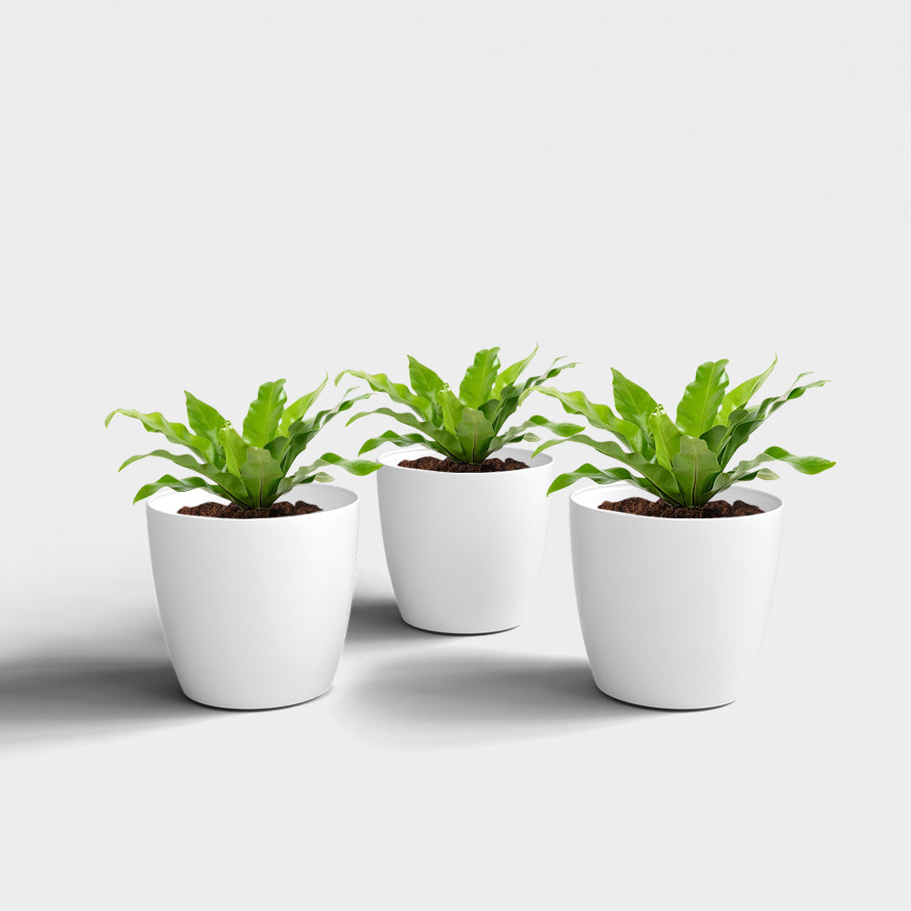 SHERA | STELLA PLANTER