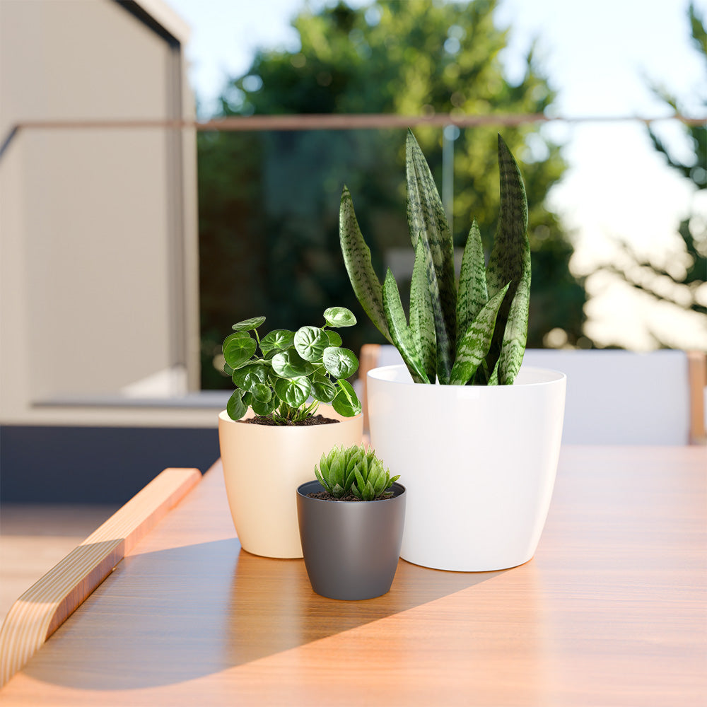 SHERA | STELLA PLANTER