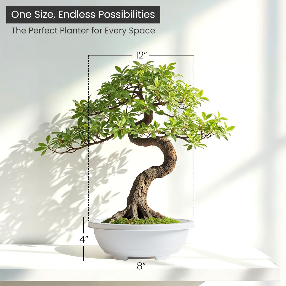 SHERA | BOTANICA BONSAI TRAY