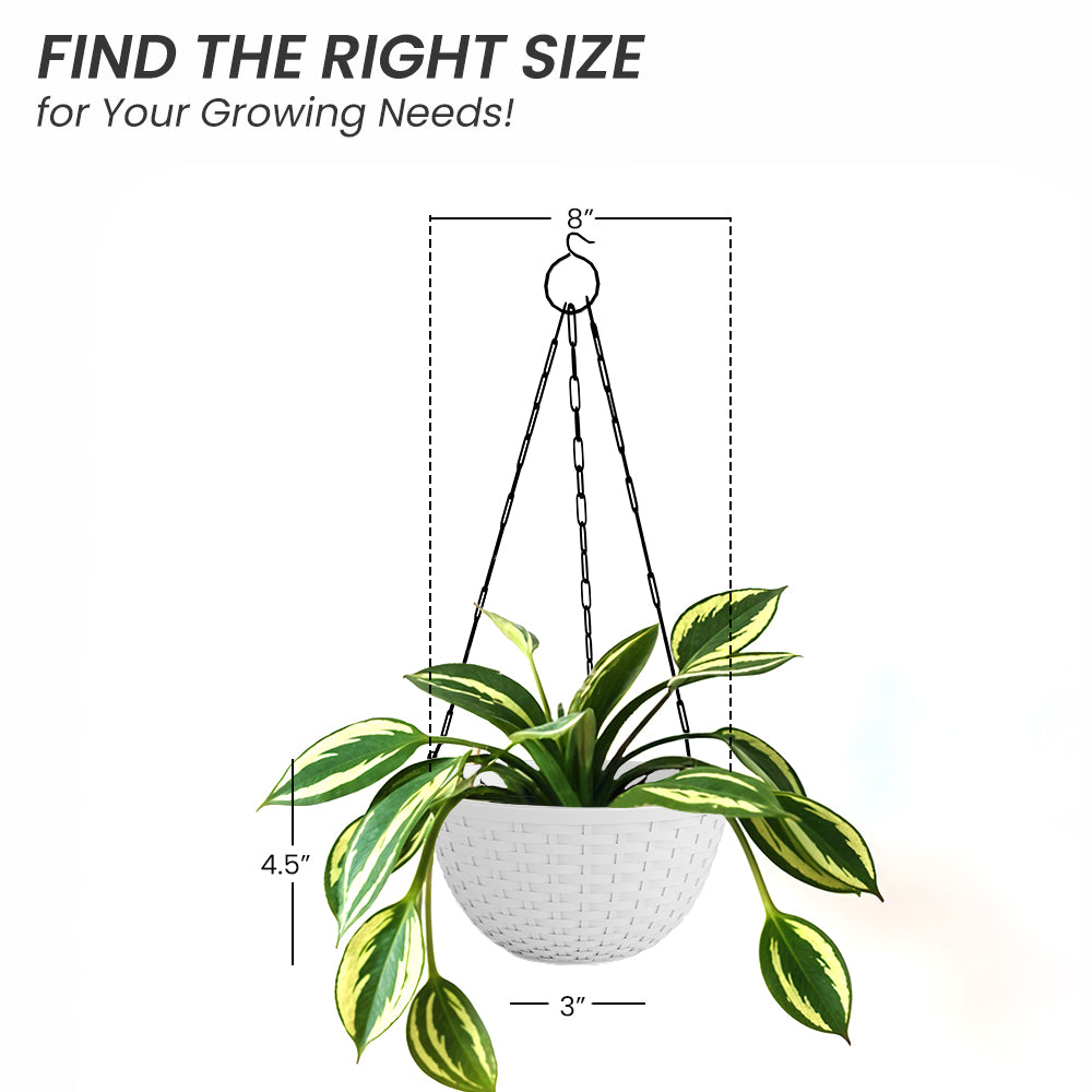 SHERA | CHICK HANGING