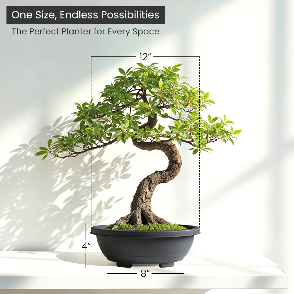 SHERA | BOTANICA BONSAI TRAY