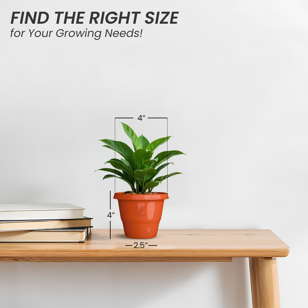 SHERA | RD PLANTER