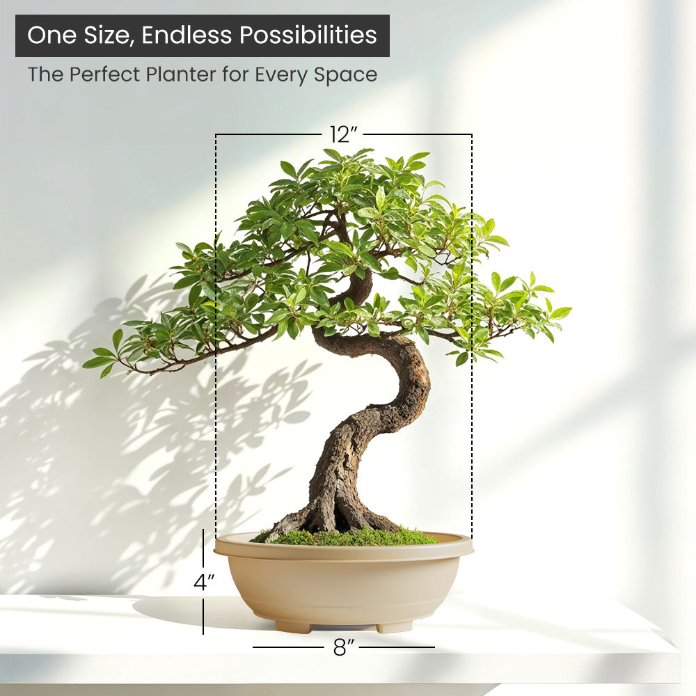 SHERA | BOTANICA BONSAI TRAY