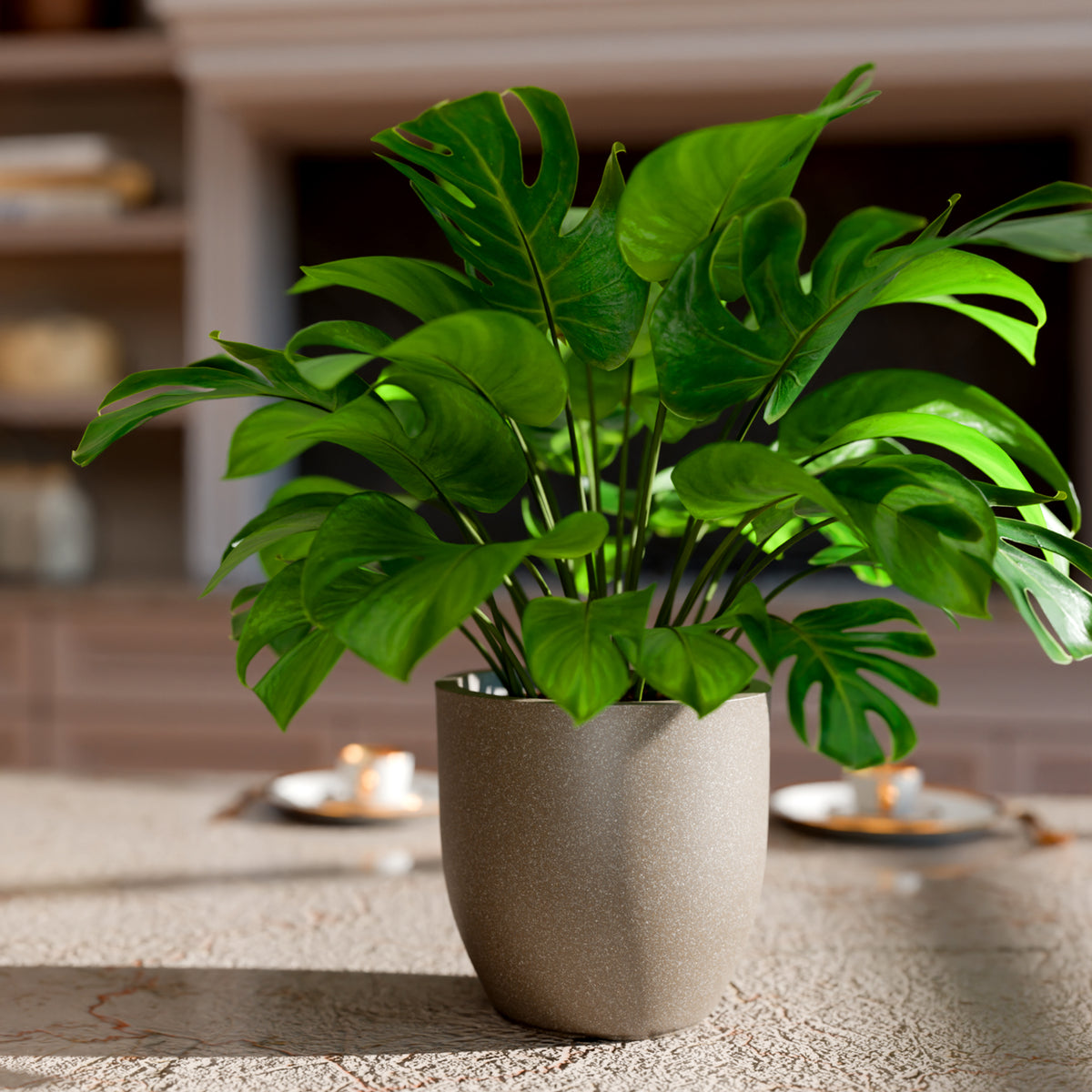FOX B | P CUP PLANTER 6 INCH TO 15 INCH