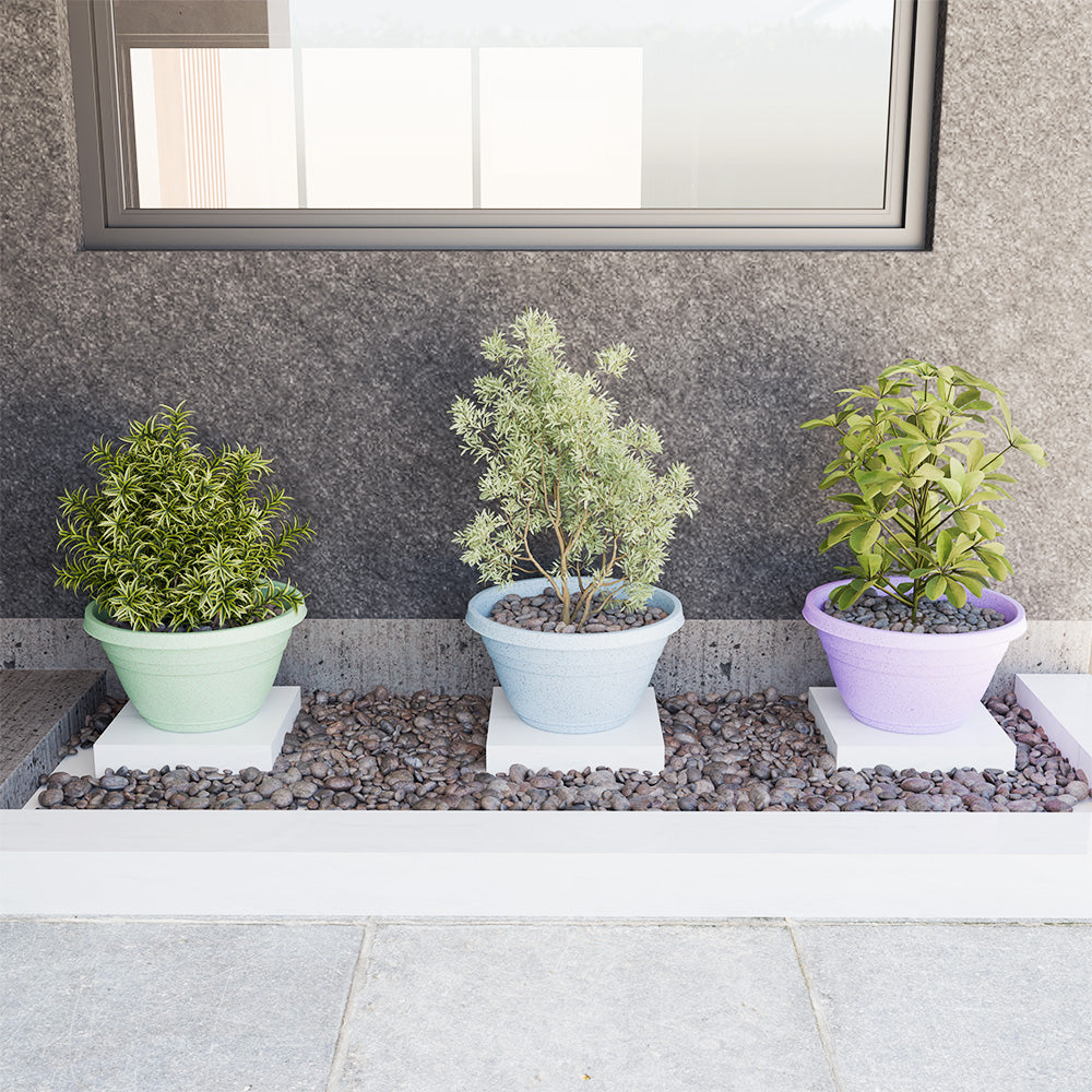 SHERA | BOTANICA BONSAI KTR