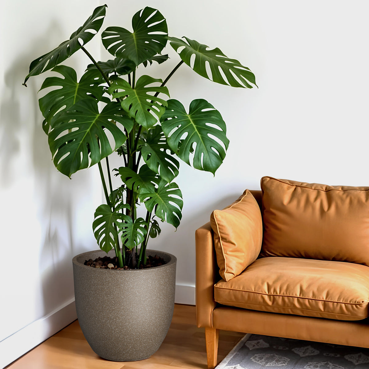FOX B | P CUP PLANTER 6 INCH TO 15 INCH