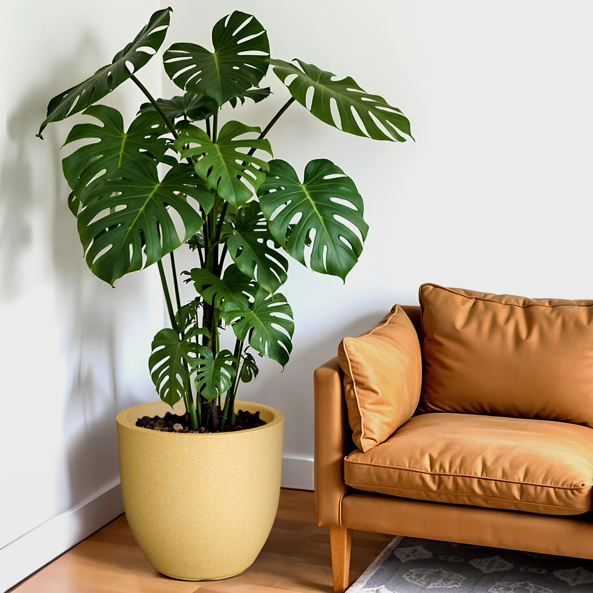 FOX B | P CUP PLANTER 6 INCH TO 15 INCH