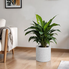 FOX B | CILIN PLANTER