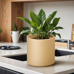 FOX B | CILIN PLANTER